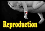 REPRODUCTION