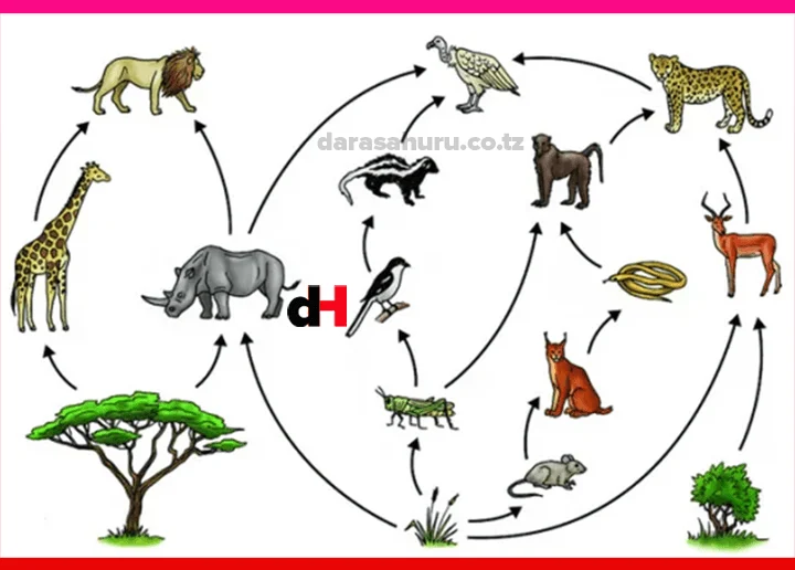 Balance Of Nature