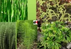 CLASSIFICATION OF LIVING THINGS