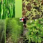 CLASSIFICATION OF LIVING THINGS