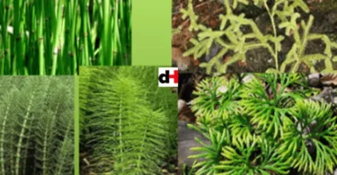 CLASSIFICATION OF LIVING THINGS