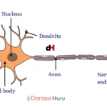 TOPIC 3 COORDINATION - BIOLOGY NOTES FORM 3