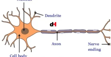 TOPIC 3 COORDINATION - BIOLOGY NOTES FORM 3
