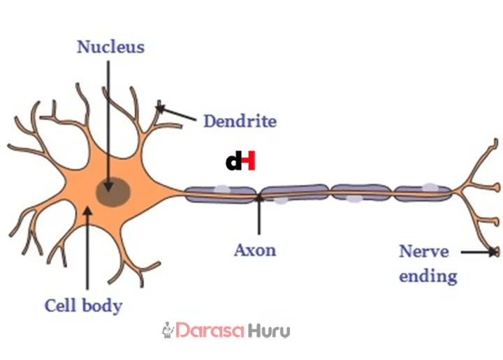 TOPIC 3 COORDINATION - BIOLOGY NOTES FORM 3