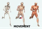 TOPIC 2 MOVEMENT AND LOCOMOTION - BIOLOGY NOTES FORM THREE