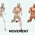 TOPIC 2 MOVEMENT AND LOCOMOTION - BIOLOGY NOTES FORM THREE