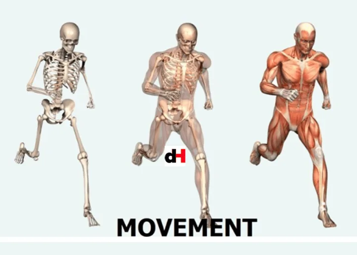TOPIC 2 MOVEMENT AND LOCOMOTION - BIOLOGY NOTES FORM THREE