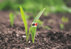 SOIL