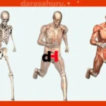 Movement Rib Bone: Biology Practical Preparation NECTA Exams (CSEE)