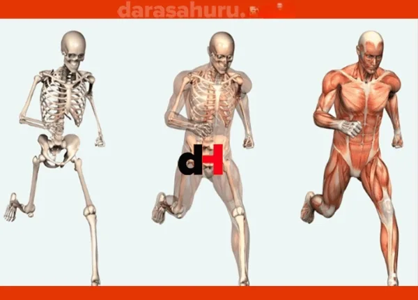 Movement Rib Bone: Biology Practical Preparation NECTA Exams (CSEE)