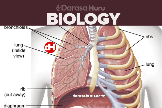 Respiration, Transportation Of Minerals Of Living Things