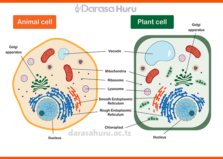 Cell Structure and Organization, Cell Structure and Organization