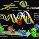 Topic 2: Genetics - Biology Note Form 4