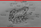 Kingdom Animalia Classes, Advantages and Disadvantages