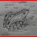 Kingdom Animalia Classes, Advantages and Disadvantages