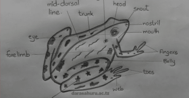 Kingdom Animalia Classes, Advantages and Disadvantages