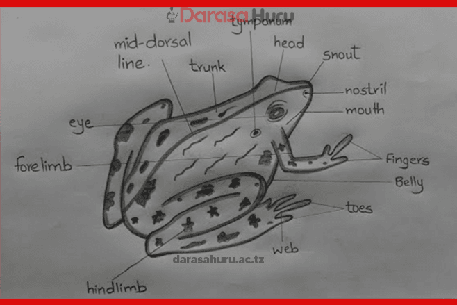 Kingdom Animalia Classes, Advantages and Disadvantages