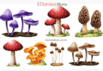 Kingdom Fungi Classes, Advantages and Disadvantages