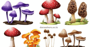 Kingdom Fungi Classes, Advantages and Disadvantages