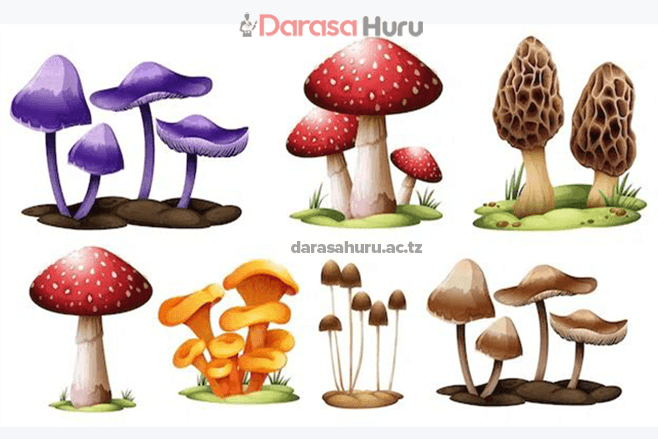Kingdom Fungi Classes, Advantages and Disadvantages