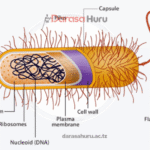 Kingdom Monera - Classes, Advantages and Disadvantages