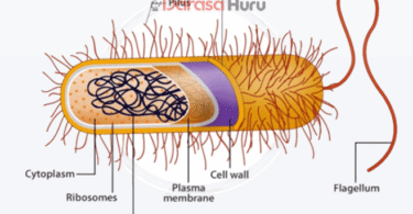 Kingdom Monera - Classes, Advantages and Disadvantages