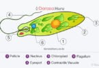 Kingdom Protoctista Classes, Advantages and Disadvantages