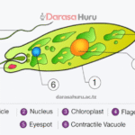 Kingdom Protoctista Classes, Advantages and Disadvantages