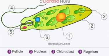 Kingdom Protoctista Classes, Advantages and Disadvantages