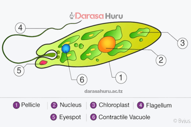 Kingdom Protoctista Classes, Advantages and Disadvantages