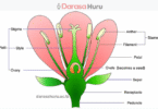 Kingdom Plantae Classes, Advantages and Disadvantages