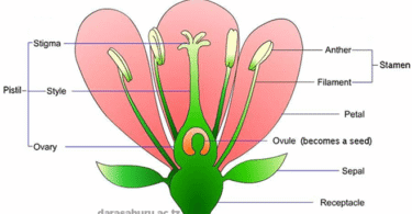 Kingdom Plantae Classes, Advantages and Disadvantages