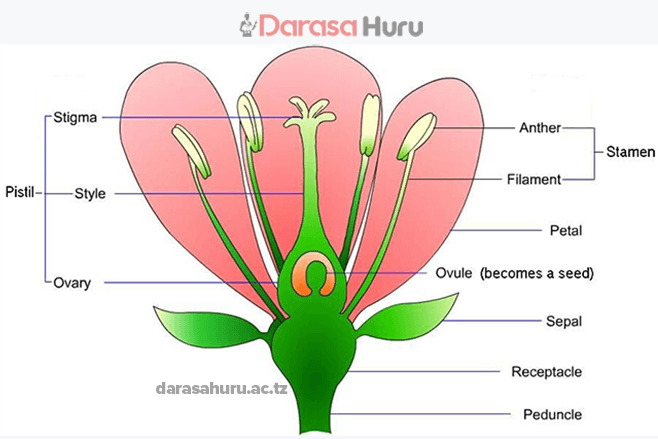 Kingdom Plantae Classes, Advantages and Disadvantages