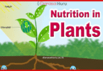 Nutrition in Plants biology