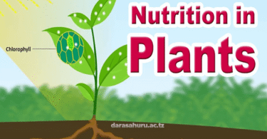 Nutrition in Plants biology