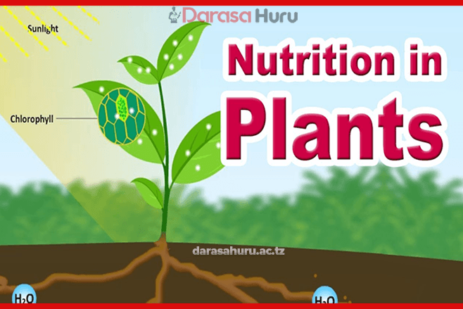 Nutrition in Plants biology