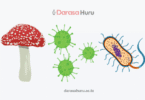 Viruses and Major Groups of Living Things
