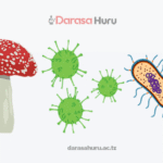 Viruses and Major Groups of Living Things