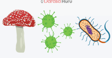 Viruses and Major Groups of Living Things