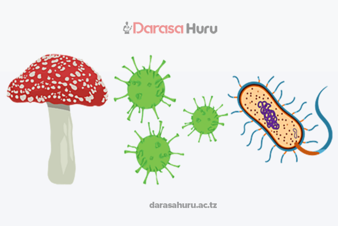 Viruses and Major Groups of Living Things