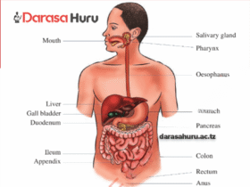 DIGESTIVE SYSTEM IN HUMAN