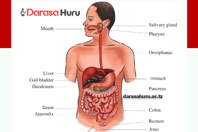 TOPIC 8 AFYA YA MWILI - SAYANSI NA TEKNOLOJIA, DIGESTIVE SYSTEM IN HUMAN