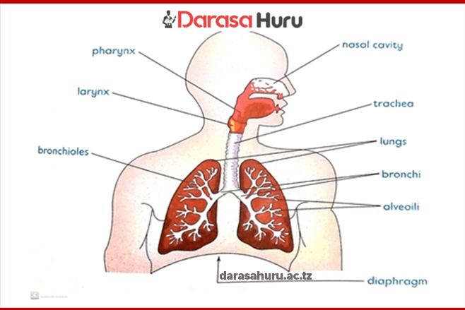 TOPIC 10 MFUMO WA UPUMUAJI, TOPIC 6 GASEOUS EXCHANGE AND RESPIRATION – Biology Notes Form Two New