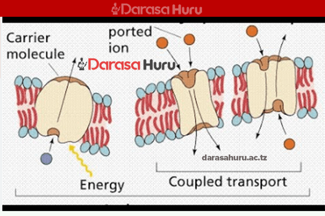 TOPIC 3 TRANSPORT OF MATERIALS IN LIVING ORGANISM – Biology Notes Form Two New