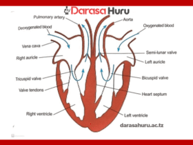TRANSPORT OF MATERIALS IN MAMMALS