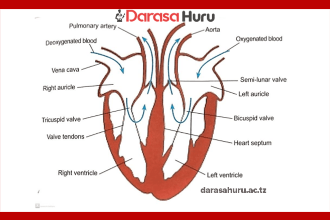 TRANSPORT OF MATERIALS IN MAMMALS
