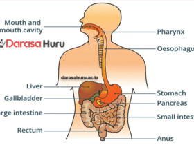 CHAPTER 1 DIGESTIVE SYSTEM - SCIENCE STD 5