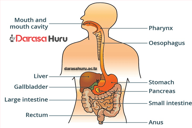 CHAPTER 1 DIGESTIVE SYSTEM - SCIENCE STD 5