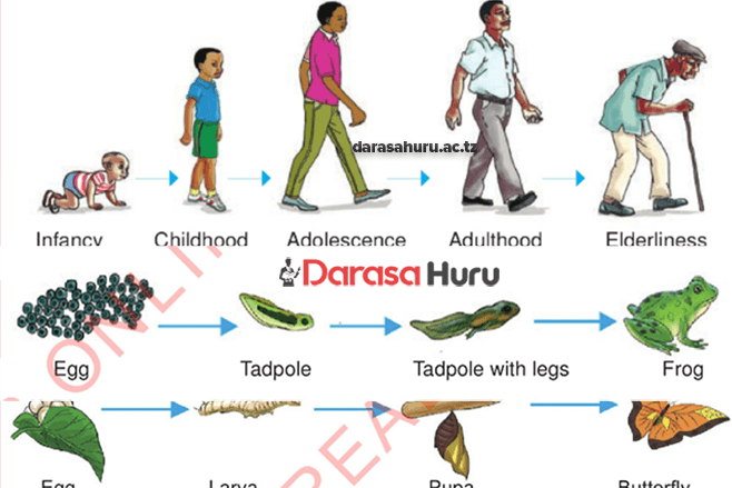 GROWTH AND DEVELOPMENT IN PLANTS AND ANIMALS