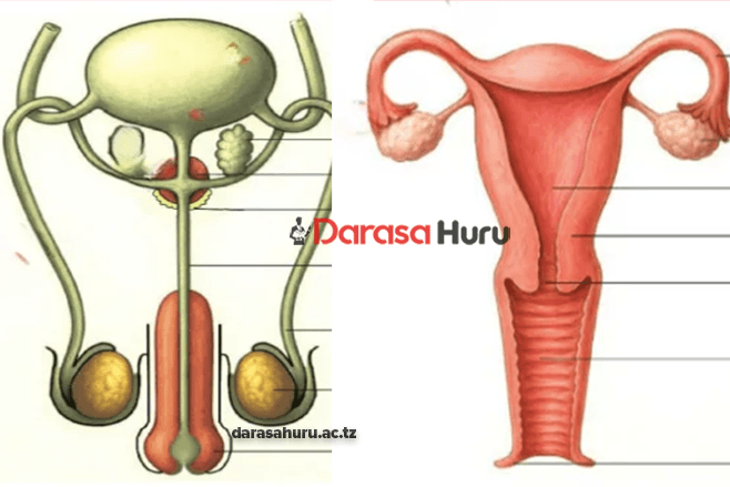 REPRODUCTIVE SYSTEM